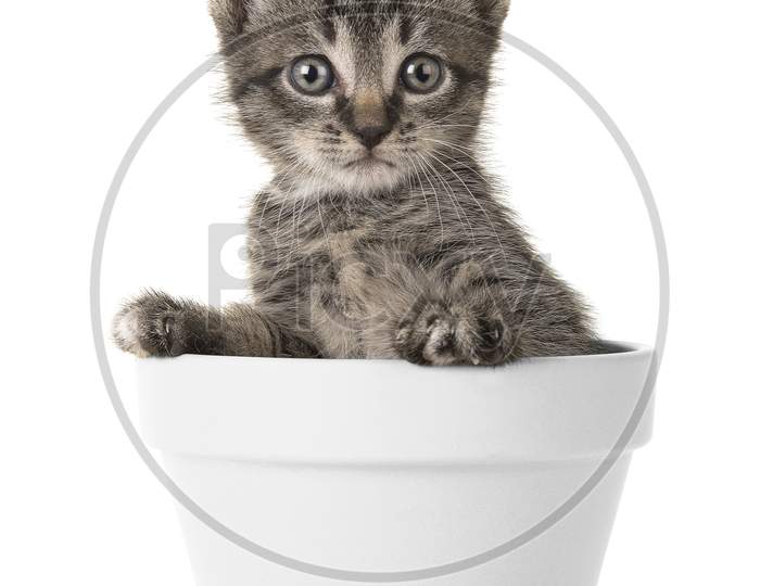 Cute Tabby Baby Kitten In A White Flower Pot Looking At The Camera Isolated On A White Background