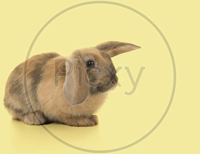 Cute Rabbit Seen From The Side On A Yellow Background