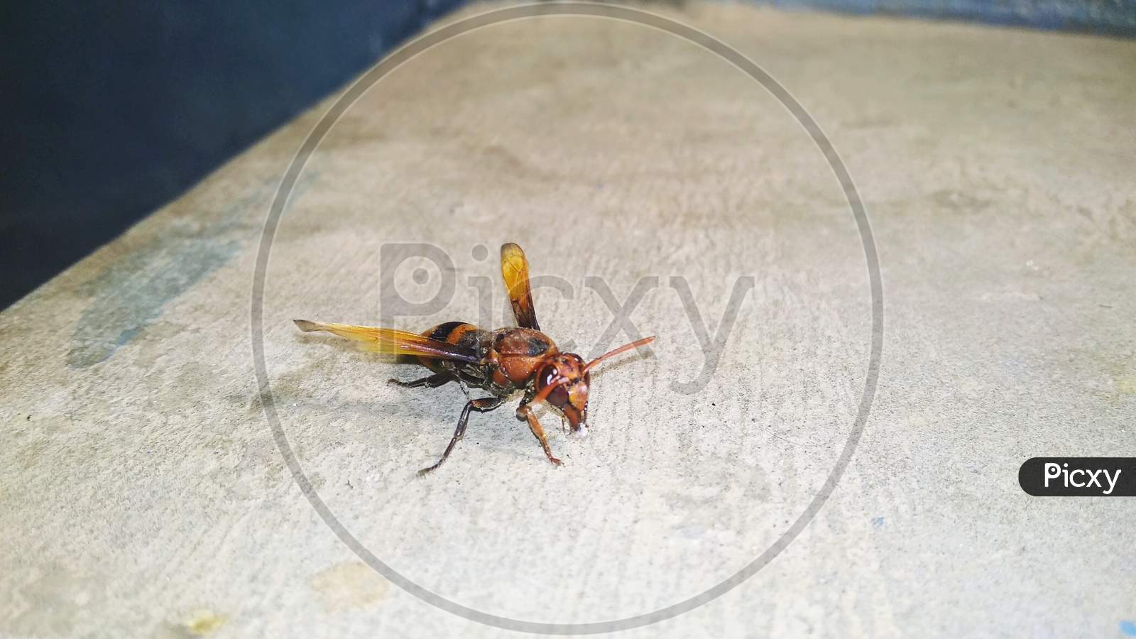 Membrane winged insect house fly stock photography