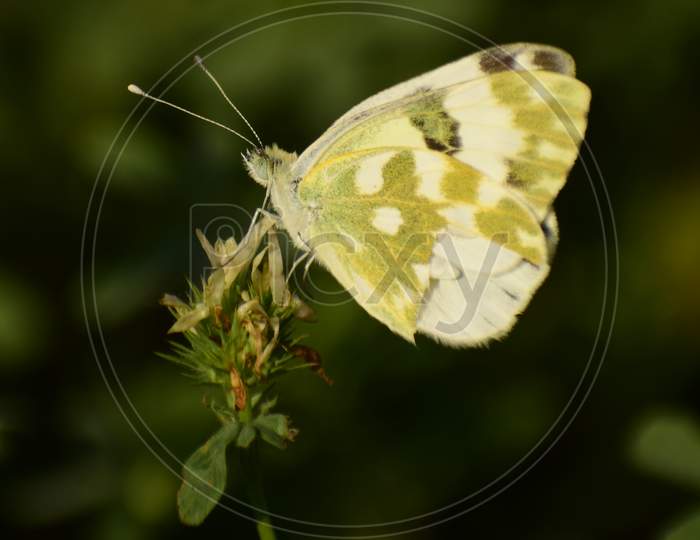 beautiful bath white ( pontia daplidice ) butterfly picture.