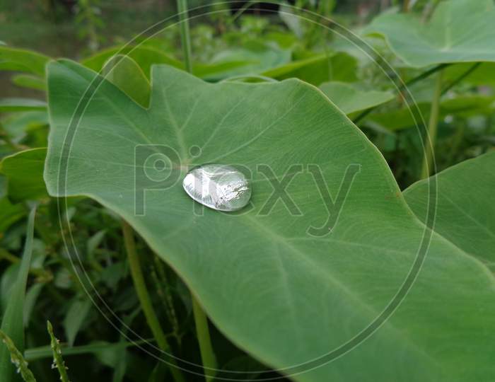 Taro leaf having a water drop in it
