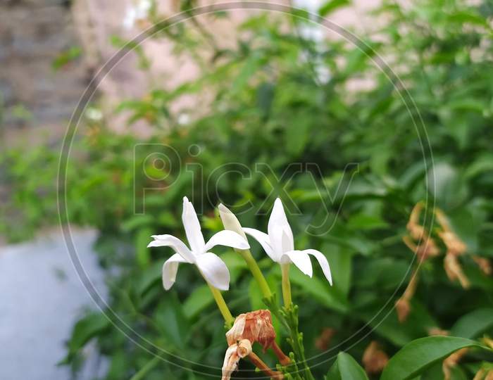 The jasmine flowers
