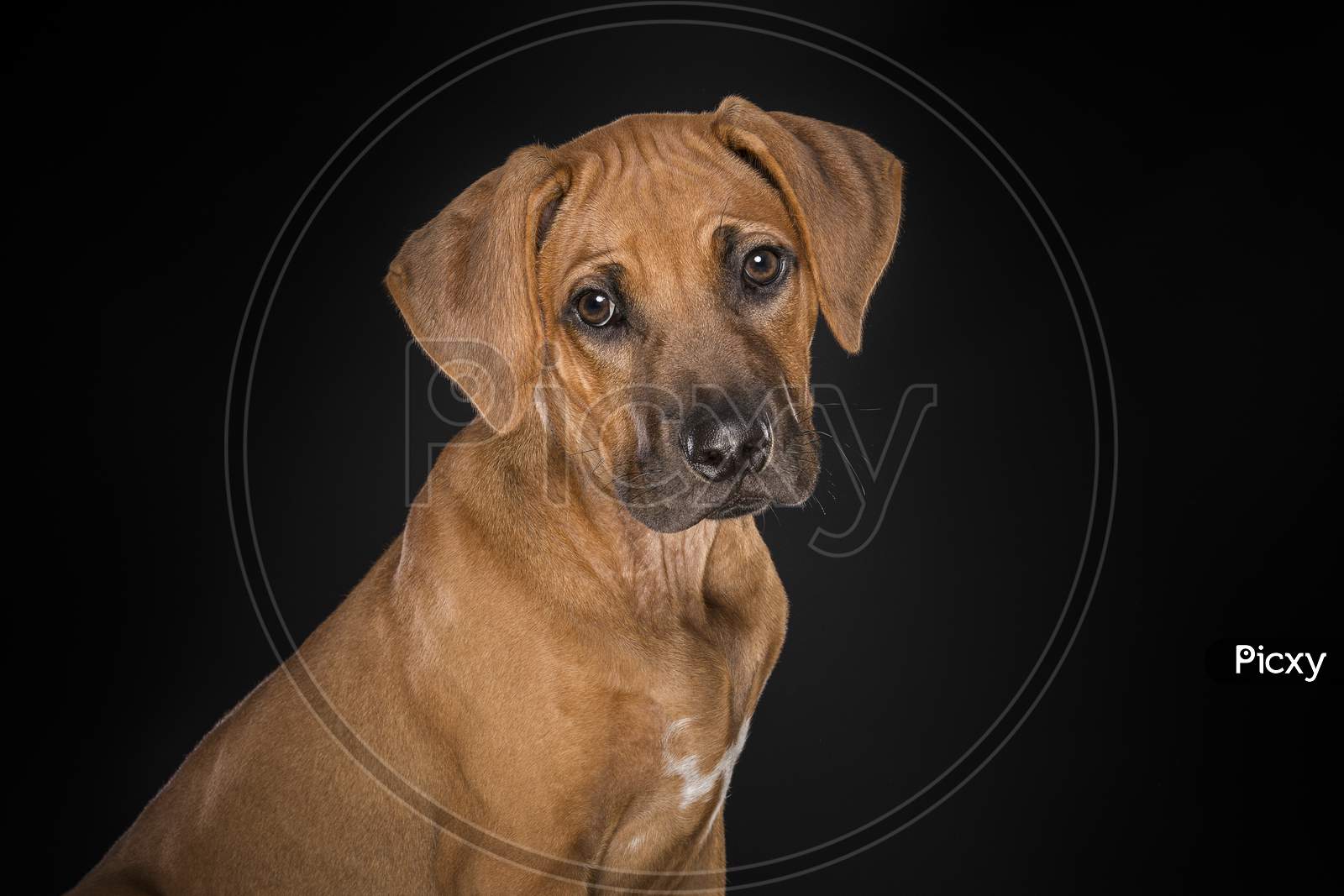 Portrait Of A Rhodesian Ridgeback Puppy Looking At The Camera Seen From The Side At A Black Background