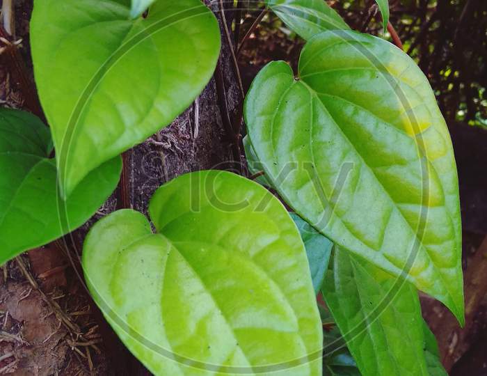 Close up green betel leaf terrestrial plant photography