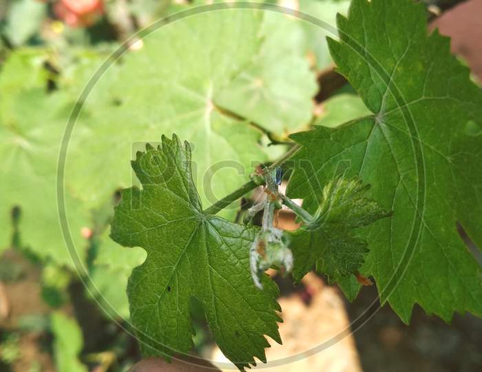 Beautiful closeup grape leaves annual plant photography