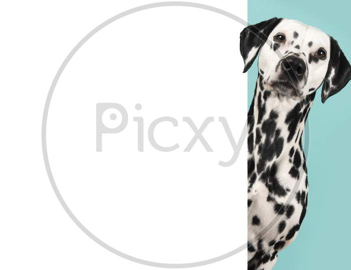 Portrait Of A Pretty Dalmatian Dog Looking Around The Corner Of A White Empty Board With Space For Copy