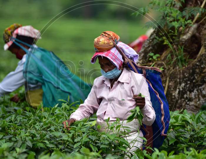 Farmers Wearing Face Masks Pick Tea Leaves During Nationwide Lockdown 5.0  Amidst Coronavirus or COVID-19 Pandemic  At Kondoli Tea Estate In Nagaon District Of Assam ,India on June 1, 2020