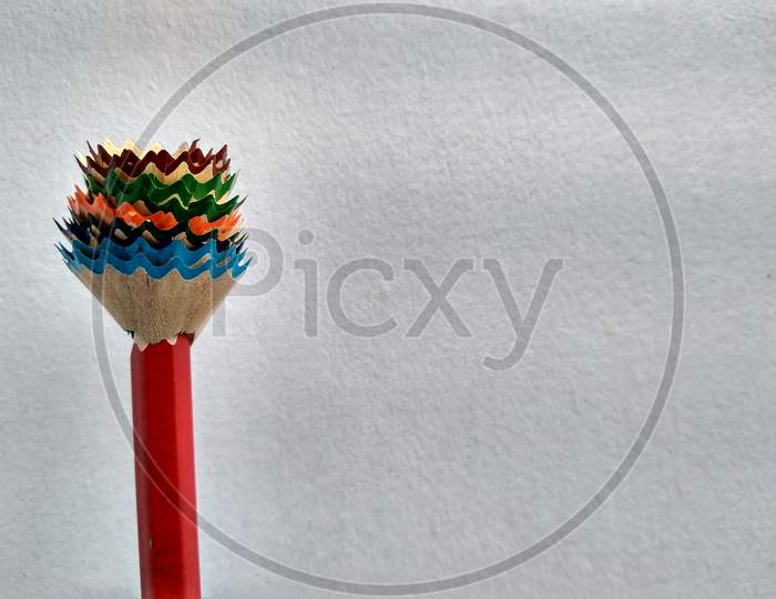 Pencil flower with some shades of colours