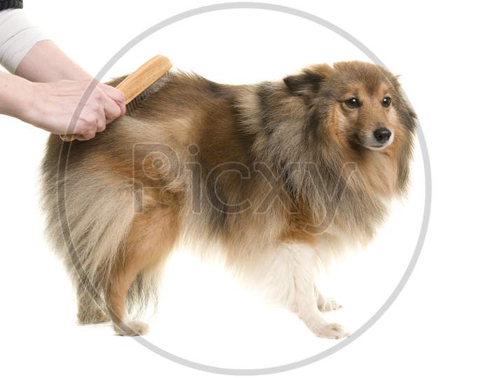 Longhaired Dog Being Groomed Or Combed Isolated On A White Background