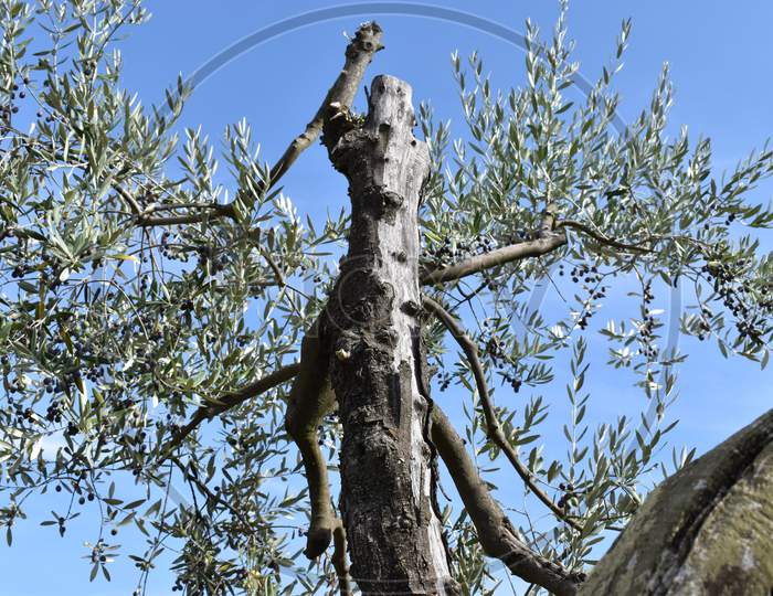 The olive tree of womanly shape in Tuscany