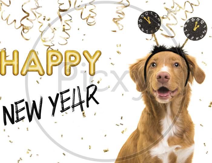 Portrait Of A Pretty Nova Scotia Duck Tolling Retriever Dog Wearing A New Year Diadem On A White Background With Golden Party Garlands And Text Happy New Year 2021