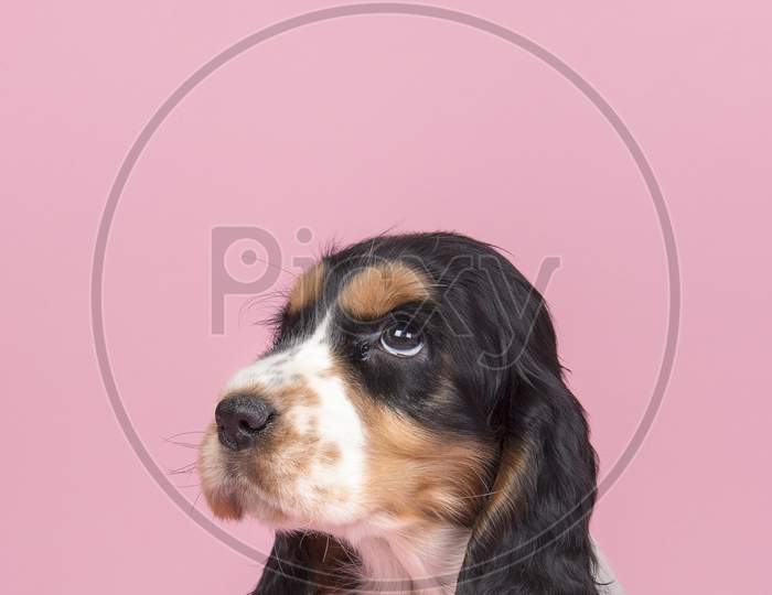 Portrait Of A Cute Cocker Spaniel Puppy Looking Up At A Flying Feather On A Pink Background
