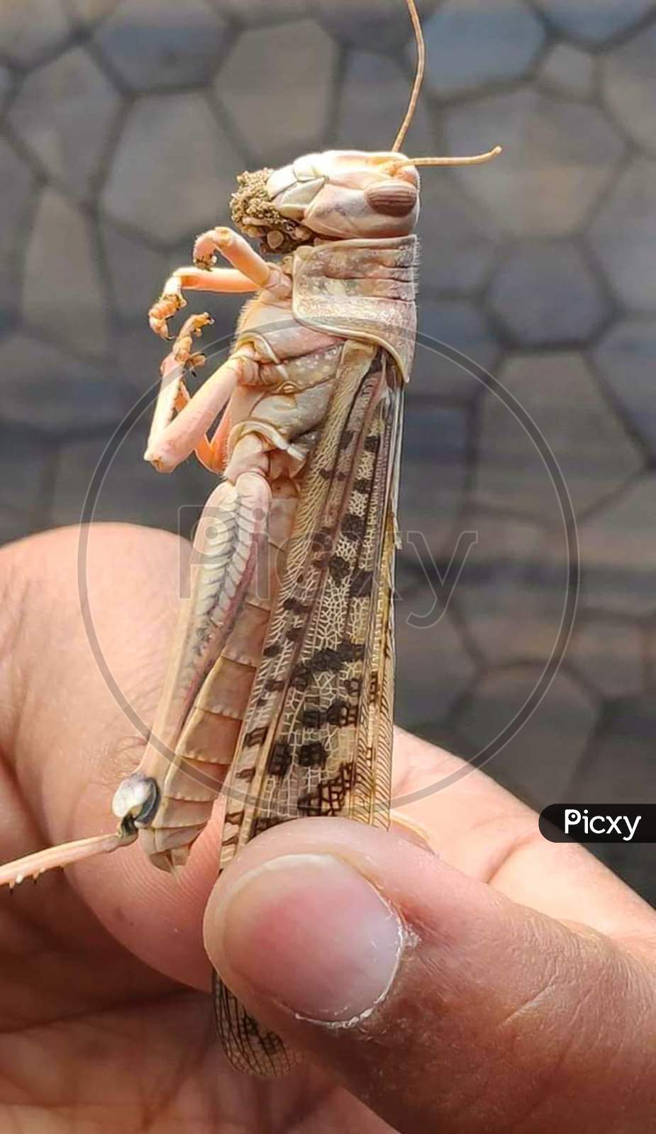 Close view of locust holding with finger.