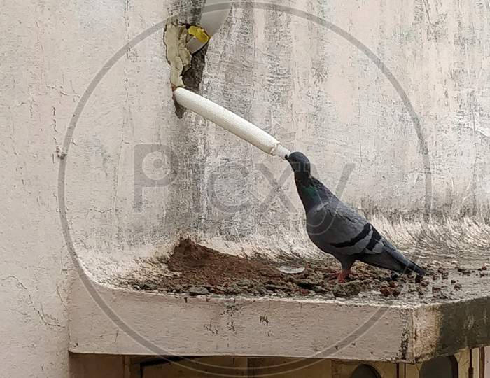 Pigeon drinking water from AC outlet