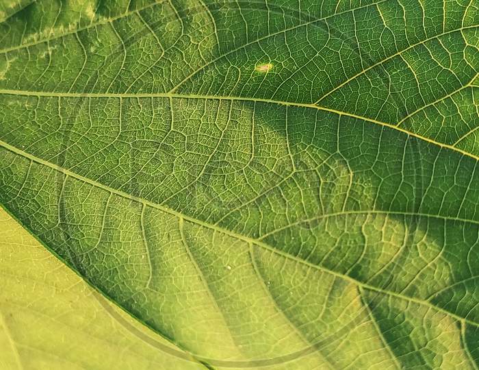 Macro View Of Green Leaf Texture