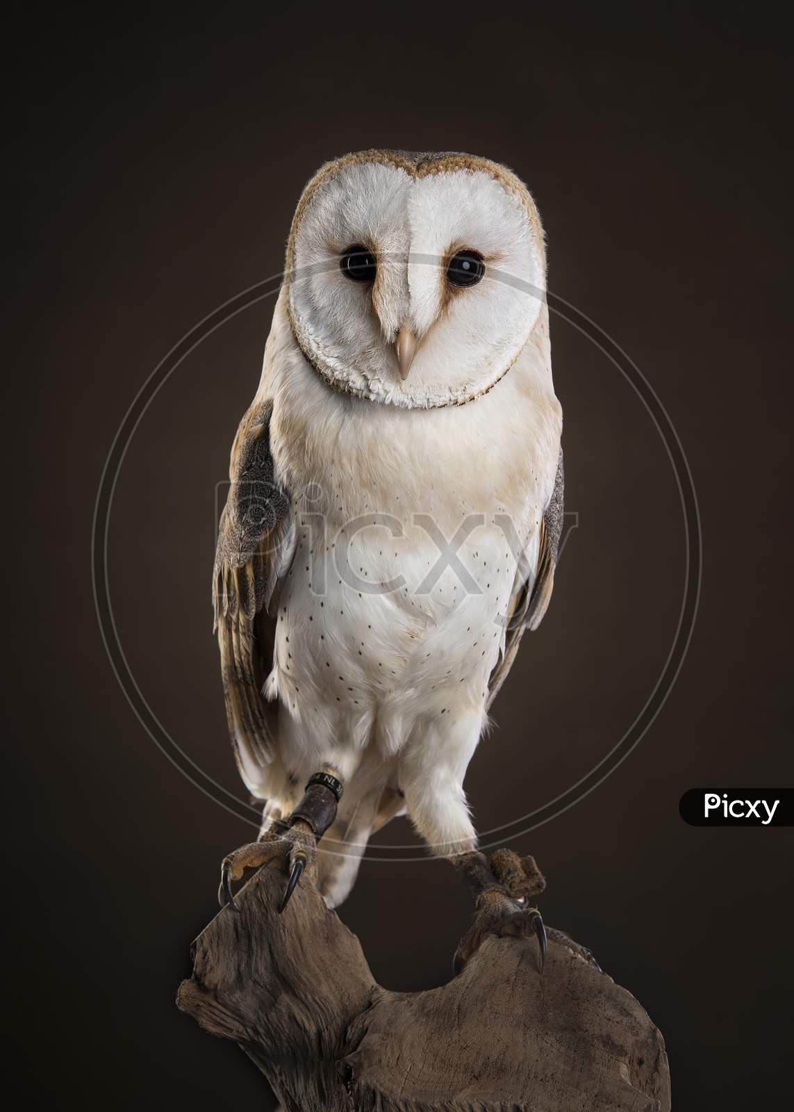 Barn Owl Looking At Camera Sitting On A Tree Trunk On A Dark Brown Background