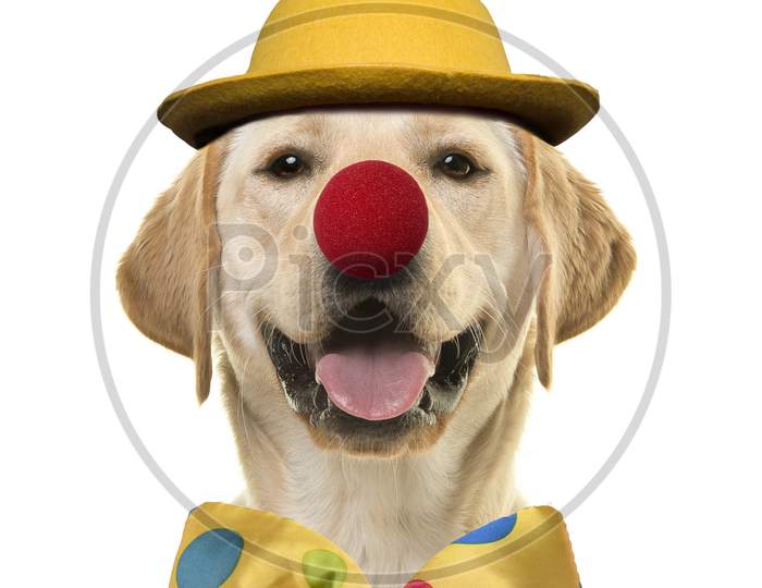 Labrador Retriever With A Huge Smile Dressed Up As A Clown On A White Background