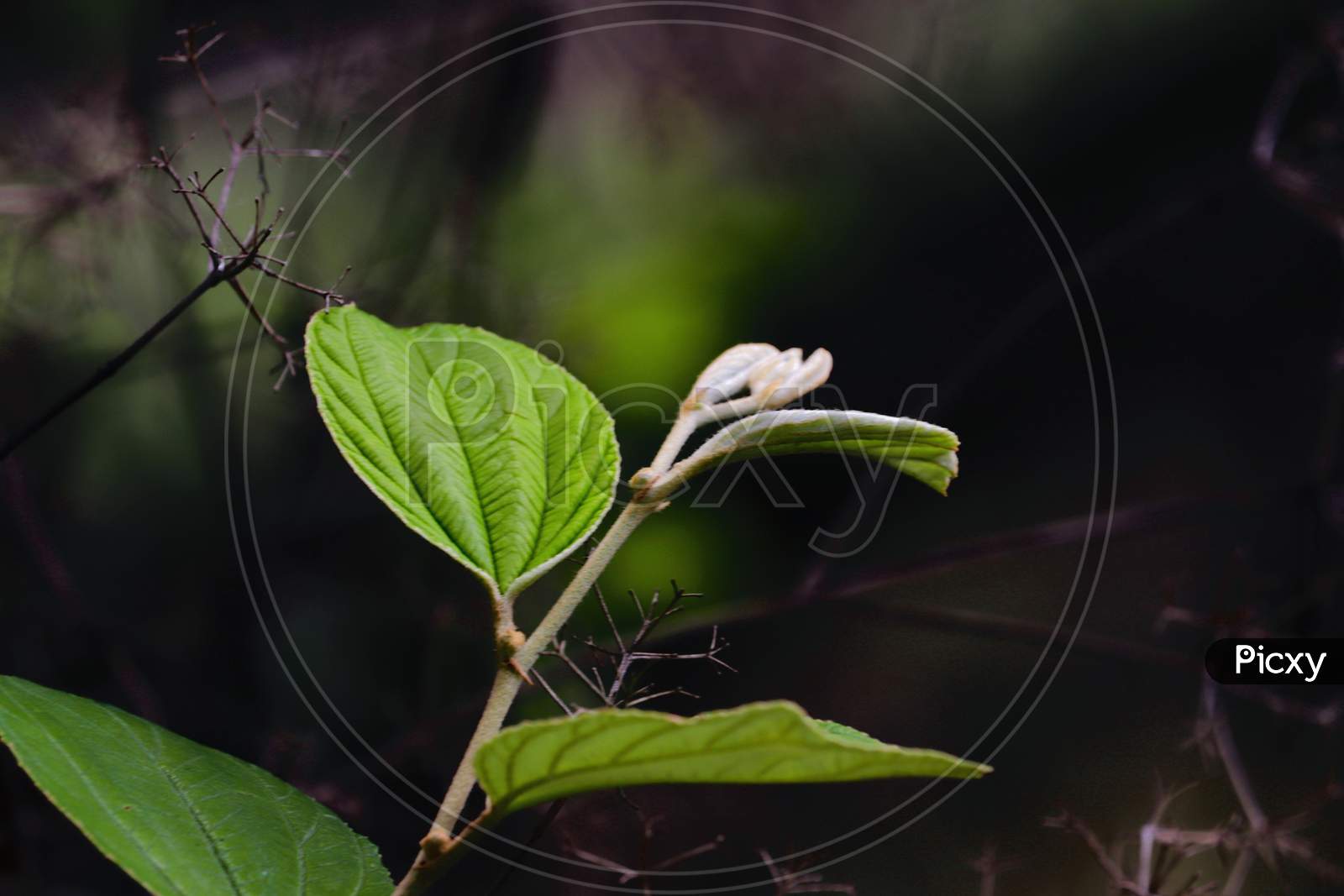 Indian jujube leaf with light dark background
