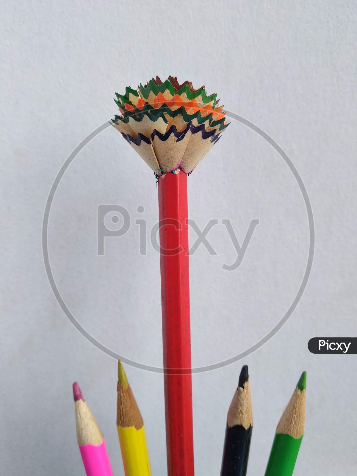 Pencil flower standing in the Sunshine