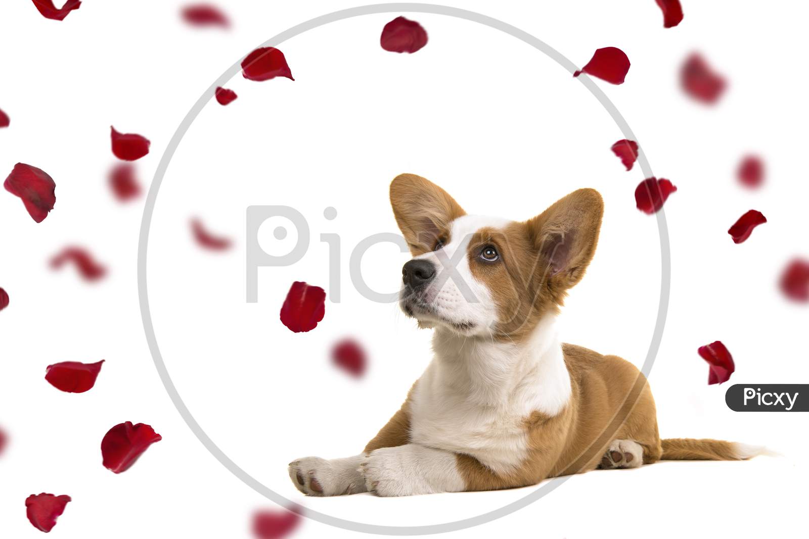 Welsh Corgi Puppy Dog Lying Down On The Floor Looking Up At Falling Red Rose Petals Isolated On A White Background