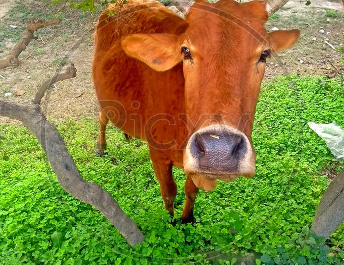 A cow stands on green ground
