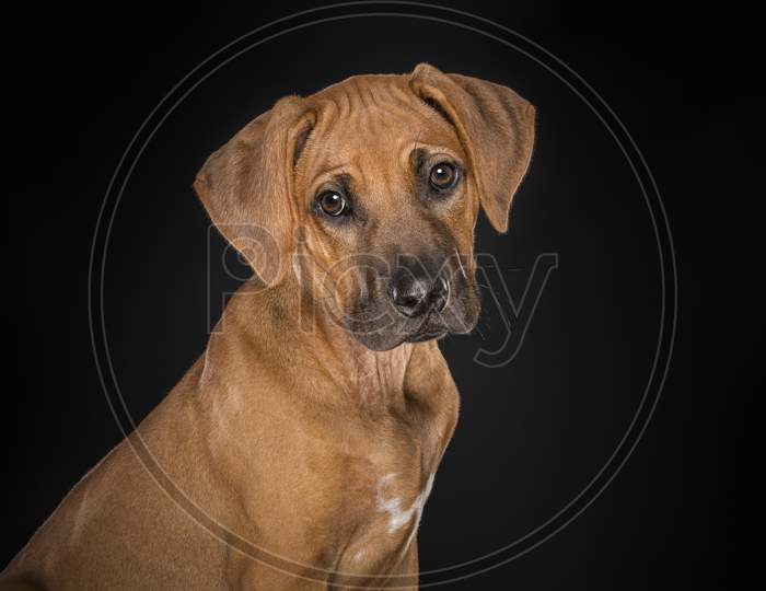 Portrait Of A Rhodesian Ridgeback Puppy Looking At The Camera Seen From The Side At A Black Background