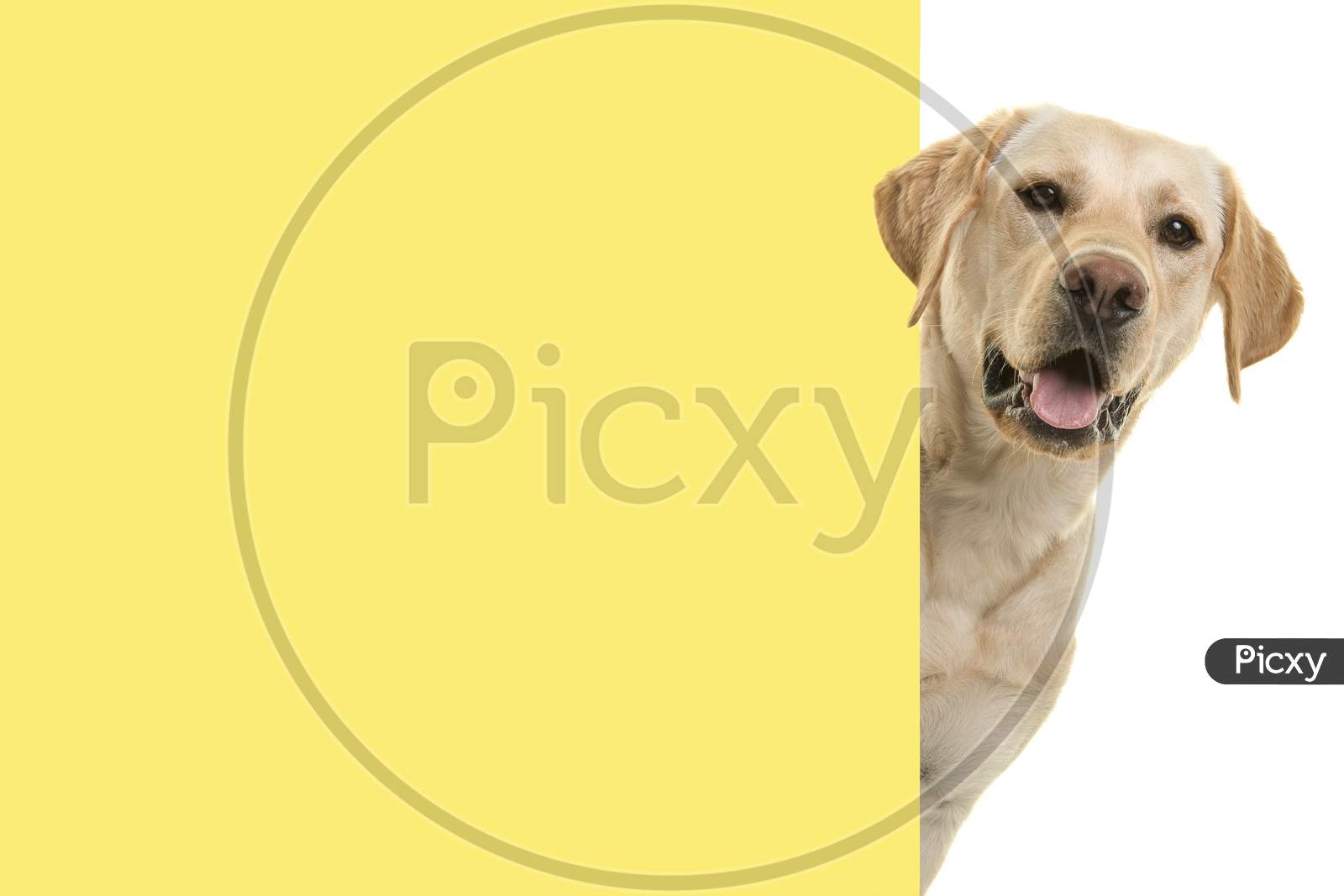 Portrait Of A Blond Labrador Retriever Dog Looking Around The Corner Of An Yellow Empty Board With Space For Copy