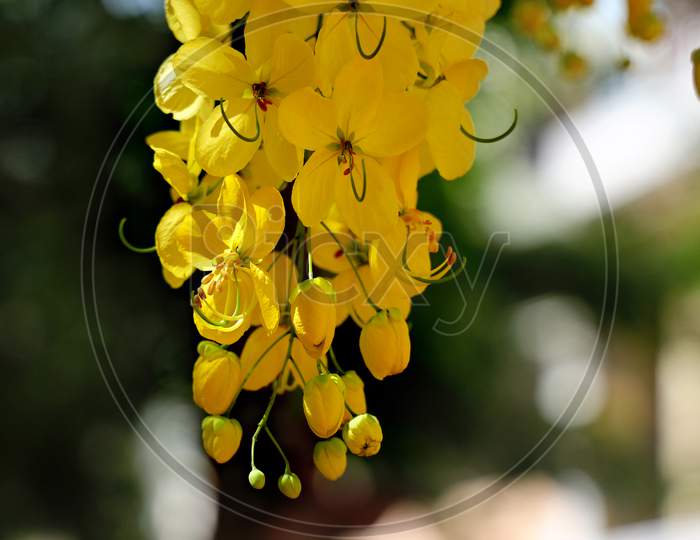 Yellow Flowers of a cassia fistula tree