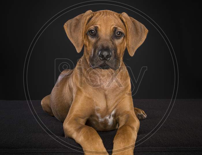 Rhodesian Ridgeback Puppy Looking At The Camera Lying Down At A Black Background In A Vertical Image