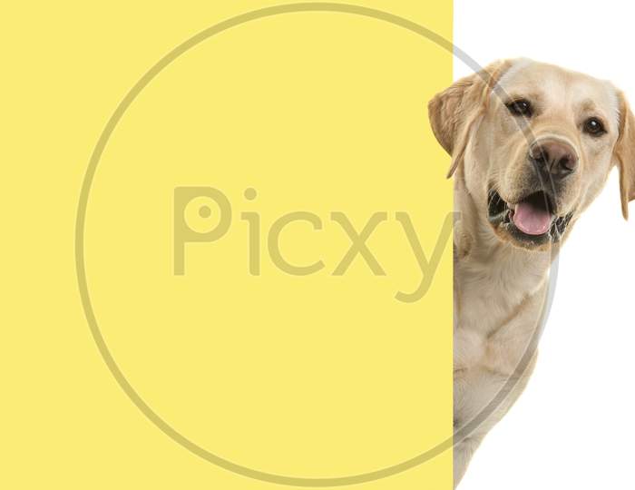 Portrait Of A Blond Labrador Retriever Dog Looking Around The Corner Of An Yellow Empty Board With Space For Copy