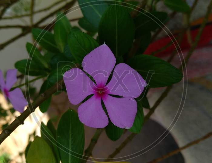 cute purple flower on green plant