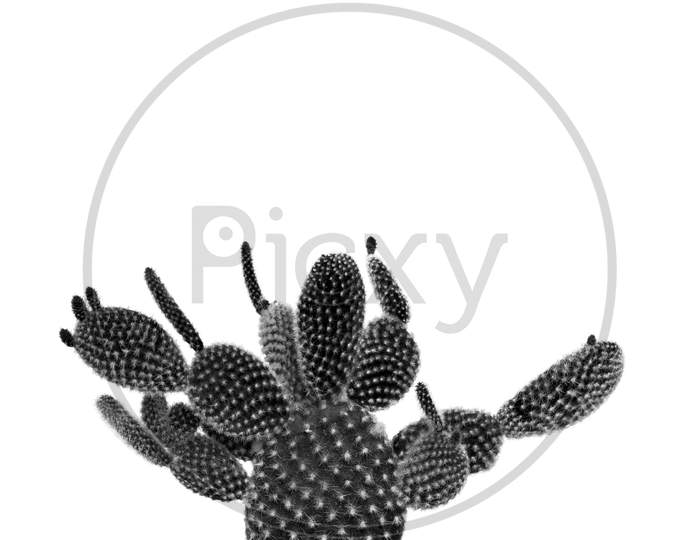 Pear Cactus In Black And White Isolated On A White Background