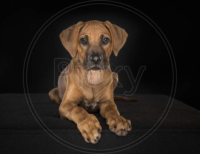 Rhodesian Ridgeback Puppy Looking At The Camera Lying Down At A Black Background