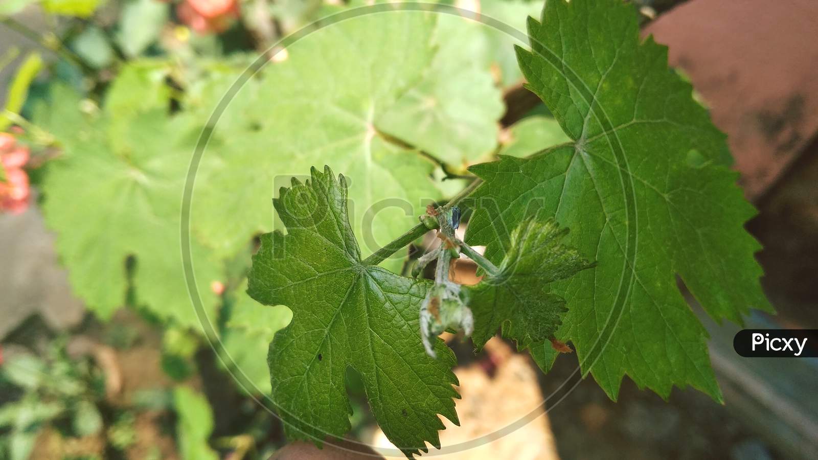 Beautiful closeup grape leaves annual plant photography