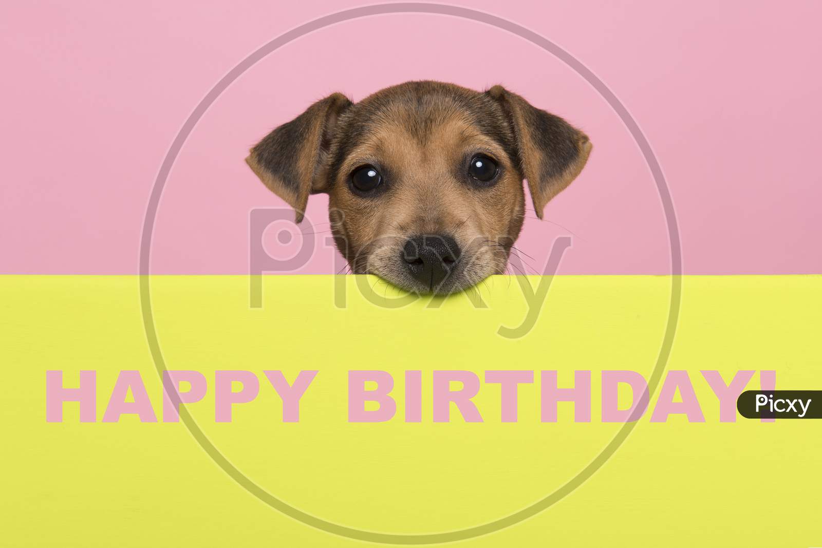 Birthday Card With A Jack Russell Terrier Puppy Chewing On A Border Looking At The Camera With Text Happy Birthday