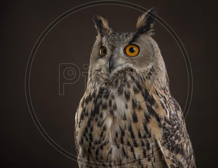Eagle Owl Portrait At A Dark Brown Background