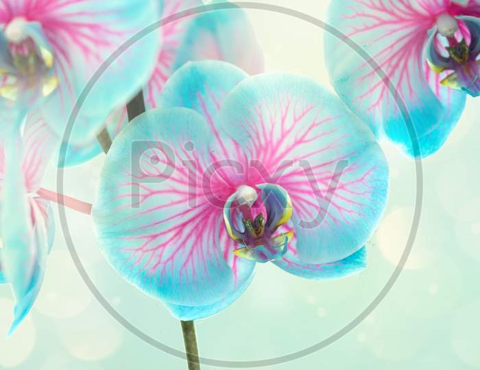 Blue And Pink Orchid "Wonder Of Nature" Blooming Isolated On A White Background