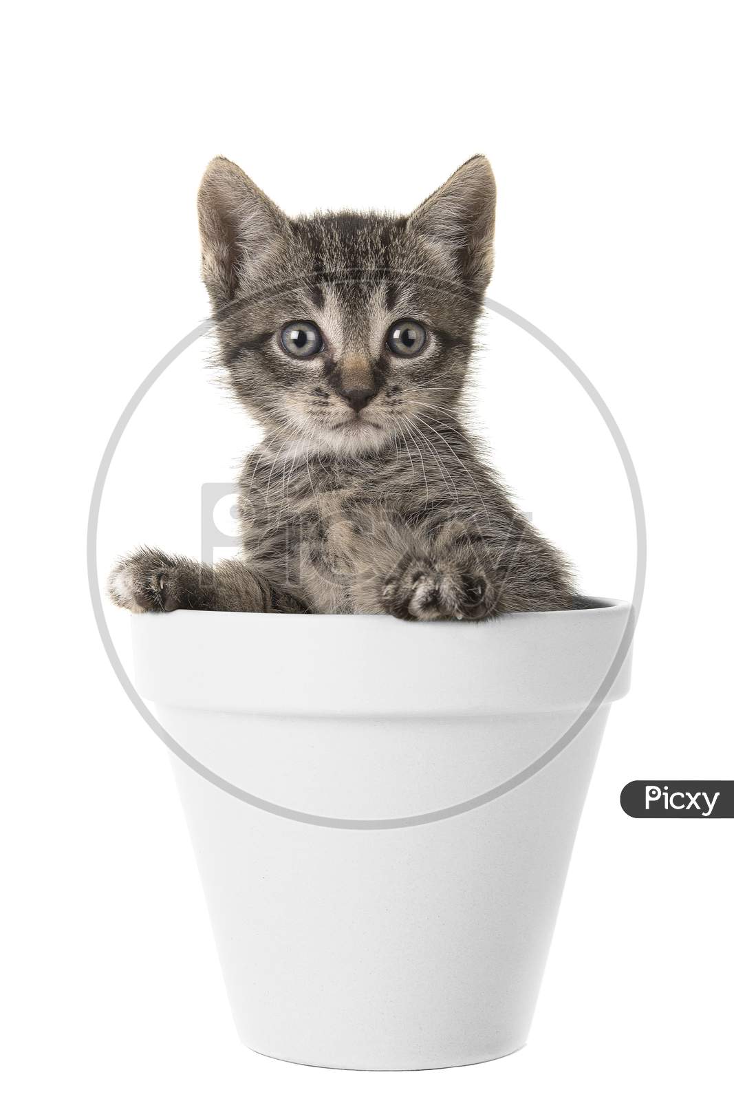 Cute Tabby Baby Kitten In A White Flower Pot Looking At The Camera Isolated On A White Background