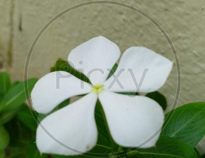 cute white flower on green plant