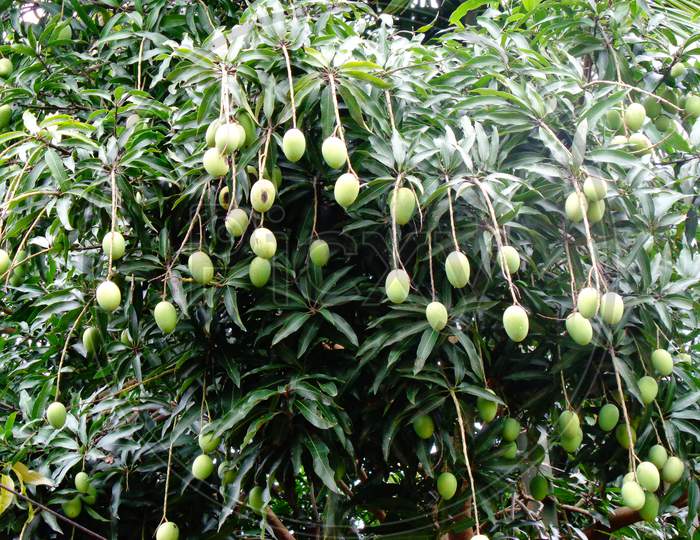 A lot of Mangoes in a tree