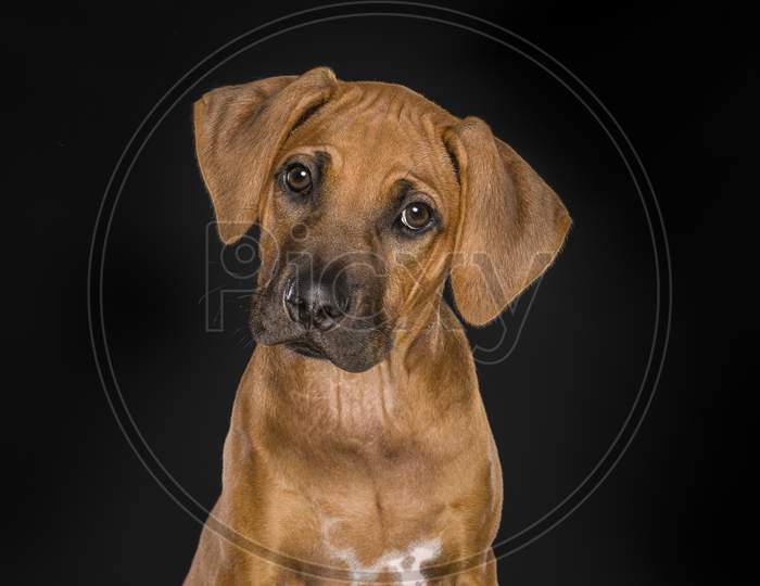 Portrait Of A Rhodesian Ridgeback Puppy Looking At The Camera At A Black Background