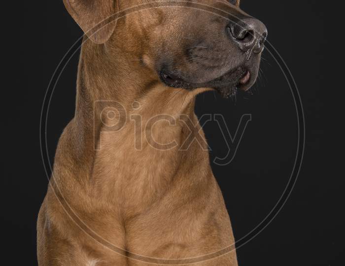Portrait Of A Rhodesian Ridgeback Dog Looking Up At A Black Background In A Vertical Image