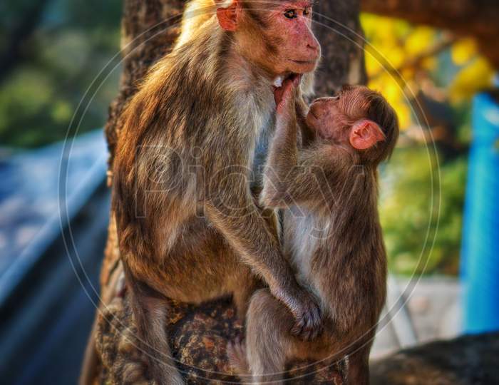 Baby Monkey playing with His Mother