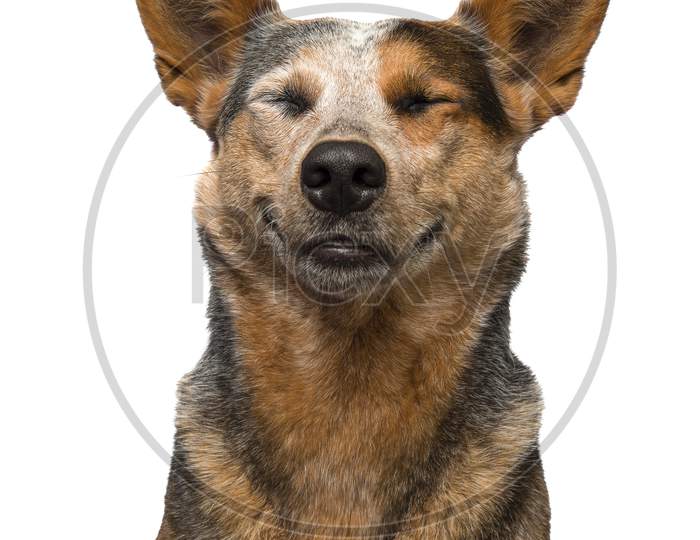 Portrait Of A Happy Australian Cattle Dog On A White Background Looking Content Smiling And Eyes Closed