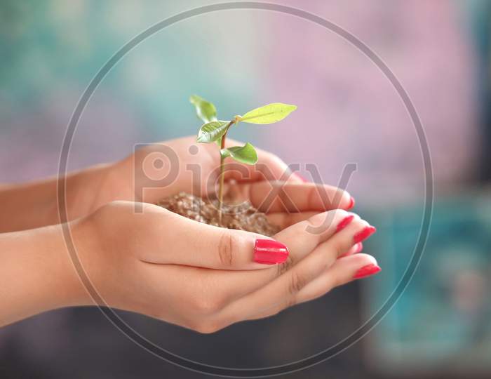 Young hands holding a plant