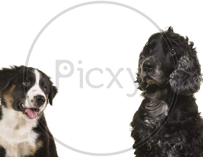 Portrait Of An Elderly Senior Cocker Spaniel Dog And A Australian Shepherd Puppy Isolated On A White Background With Space For Copy