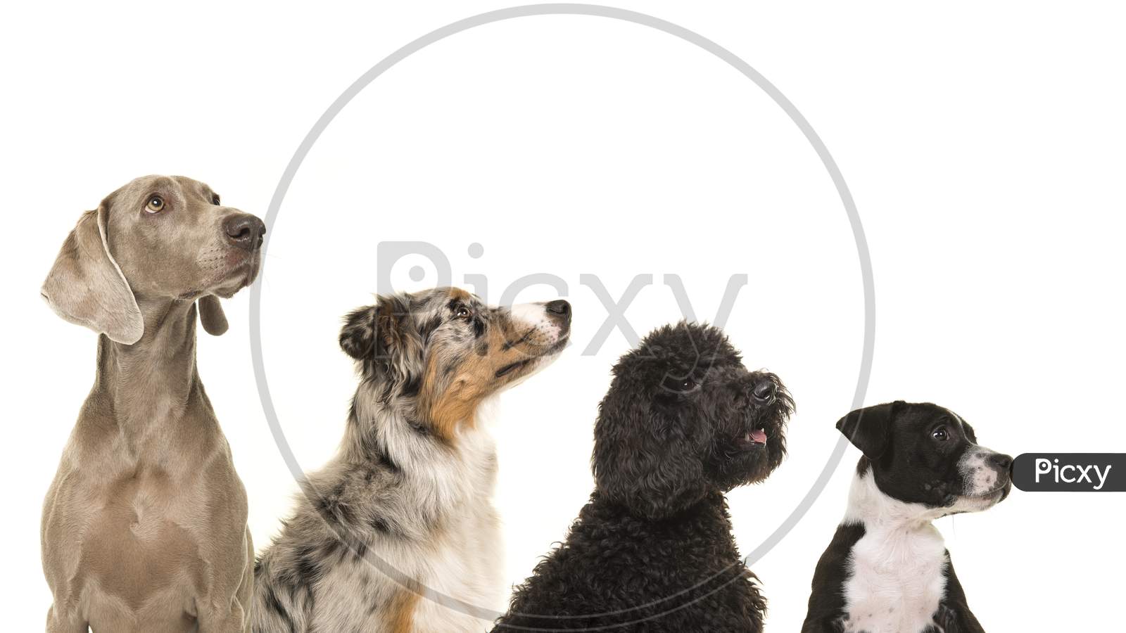 Portraits Of Various Breeds Of Dogs In A Row From Small To Large All Looking Up Isolated On A White Background