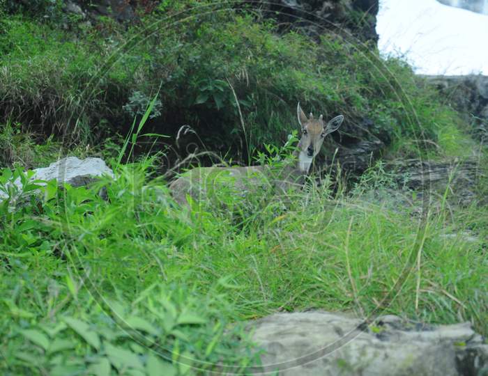 A black deer in the hills of Jammu eats grass
