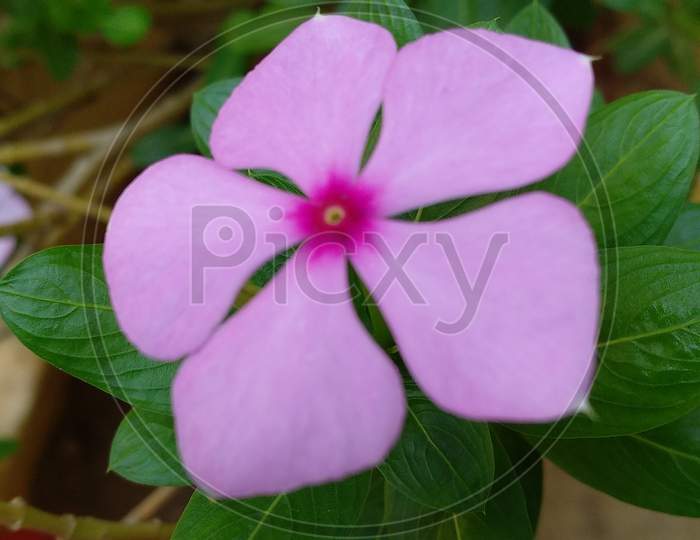 cute pink flower on green plant