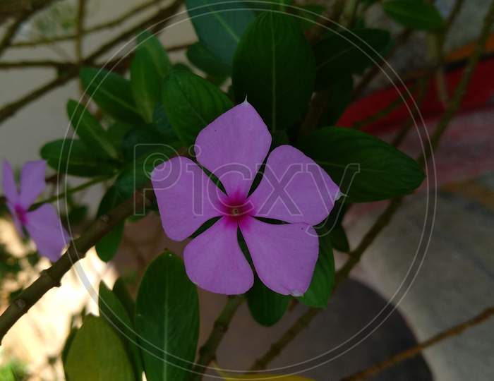 cute purple flower on green plant